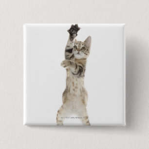 Kitten standing on back paws 15 cm square badge