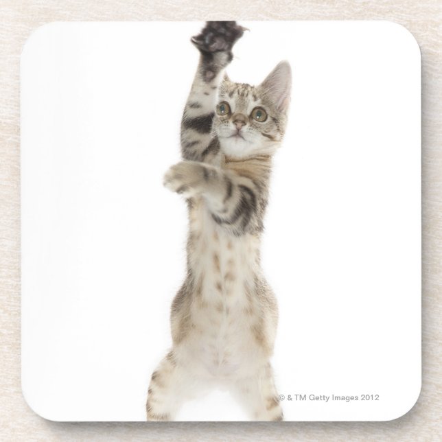 Kitten standing on back paws coaster (Front)