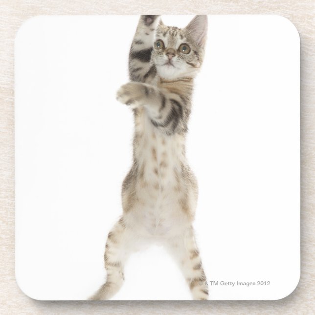 Kitten standing on back paws coaster (Front)
