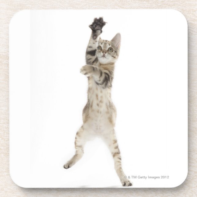 Kitten standing on back paws coaster (Front)