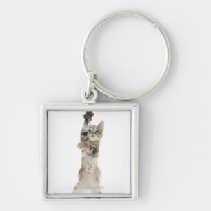 Kitten standing on back paws key ring