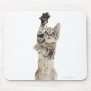 Kitten standing on back paws mouse pad