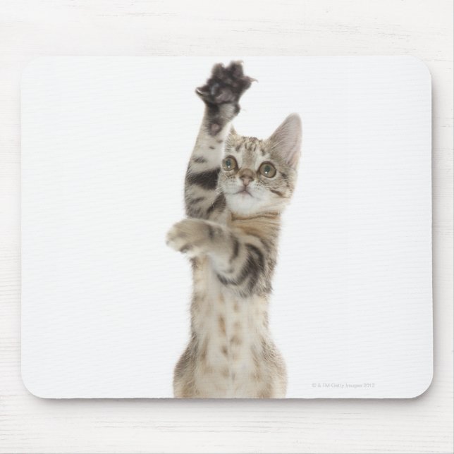 Kitten standing on back paws mouse pad (Front)