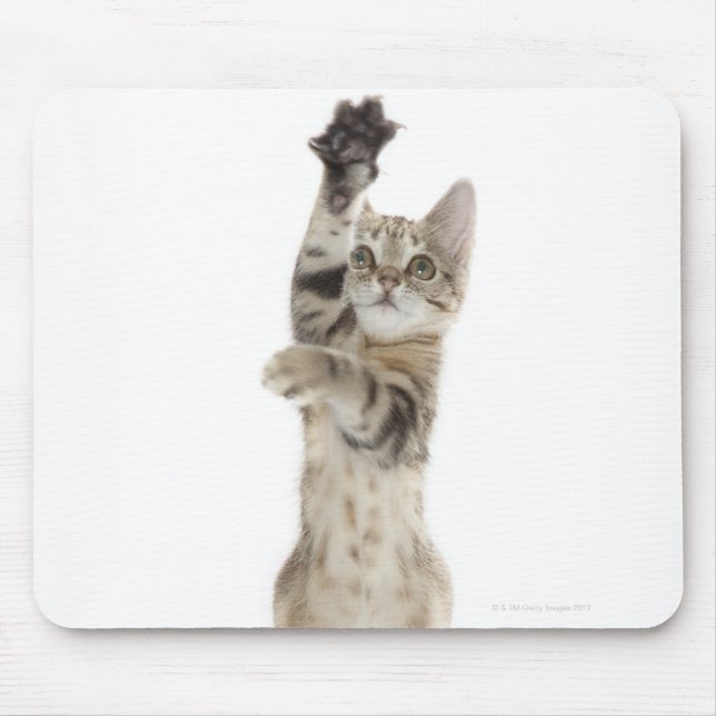 Kitten standing on back paws mouse pad (Front)