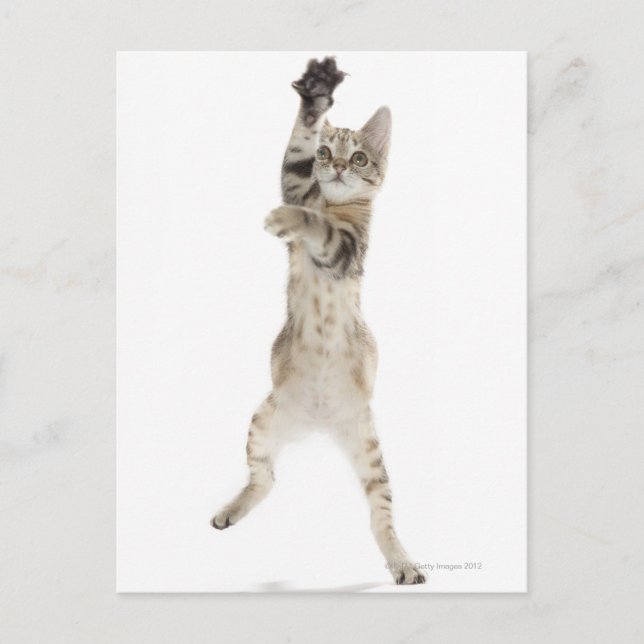Kitten standing on back paws postcard (Front)