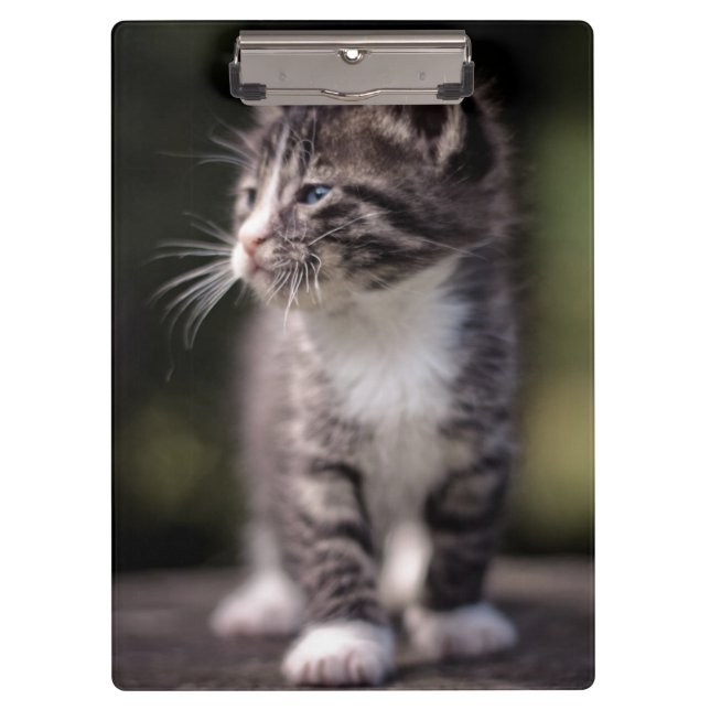 Kitten Standing Tall Clipboard (Front)