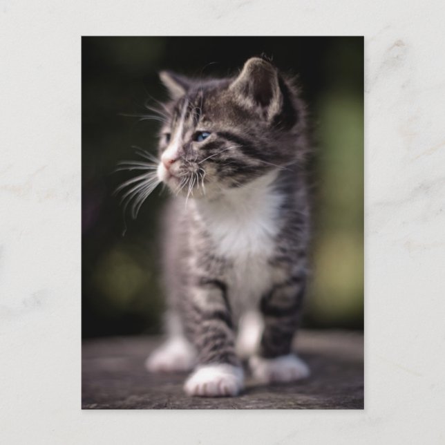 Kitten Standing Tall Postcard (Front)