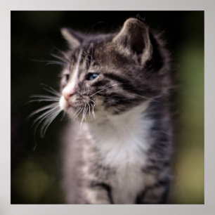 Kitten Standing Tall Poster
