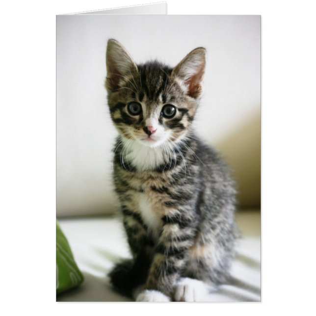 Kitten Stare (Front)