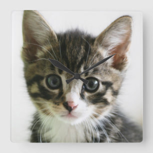 Kitten Stare Square Wall Clock