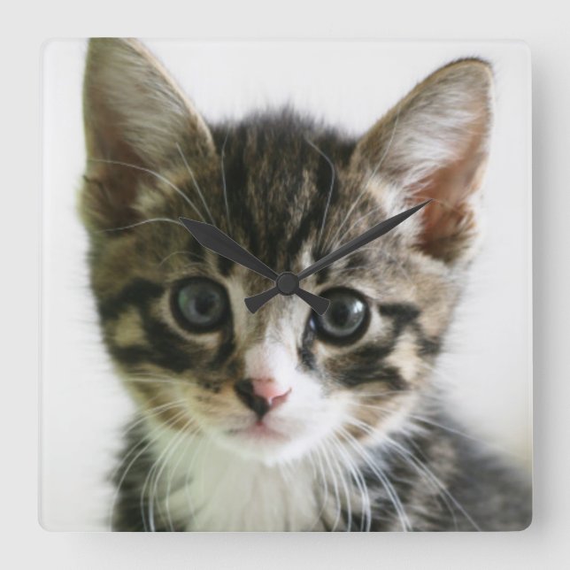 Kitten Stare Square Wall Clock (Front)