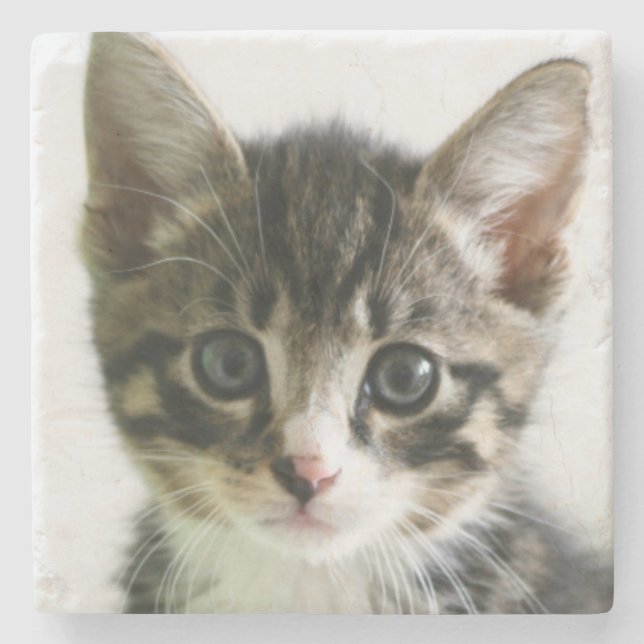 Kitten Stare Stone Coaster (Front)
