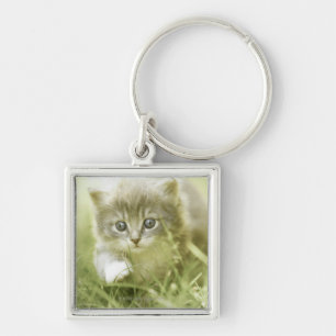 Kitten taking steps in the grass key ring