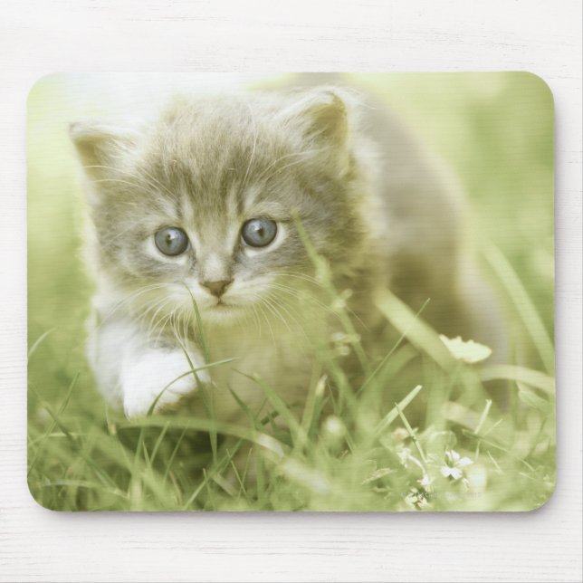 Kitten taking steps in the grass mouse pad (Front)