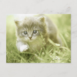 Kitten taking steps in the grass postcard