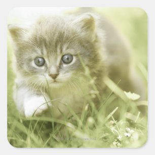 Kitten taking steps in the grass square sticker