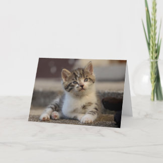 Kitten Thank You Card