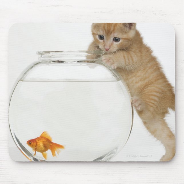 Kitten trying to get at a goldfish mouse pad (Front)
