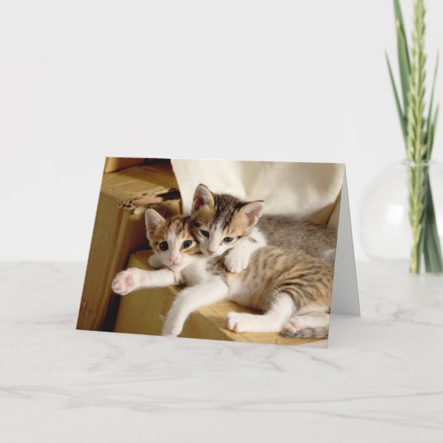 Kitten Twins Blank Greeting Thank You Card (Front)