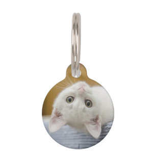 Kitten, White, Cat Pet Tag