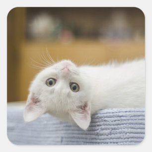Kitten, White, Cat Square Sticker