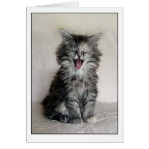 Kitten with a great expression