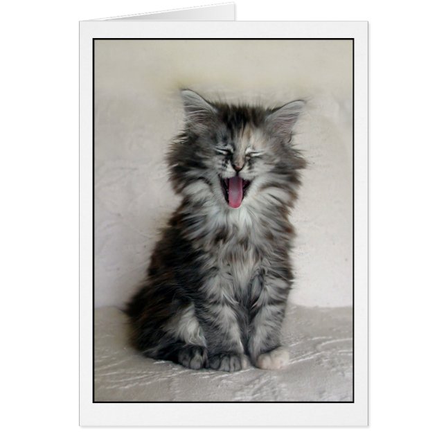 Kitten with a great expression (Front)