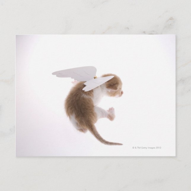 Kitten with angel wings attached to back, rear postcard (Front)
