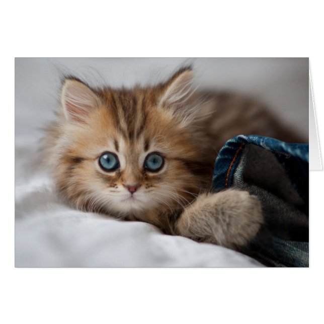 Kitten With Blue Eyes (Front Horizontal)