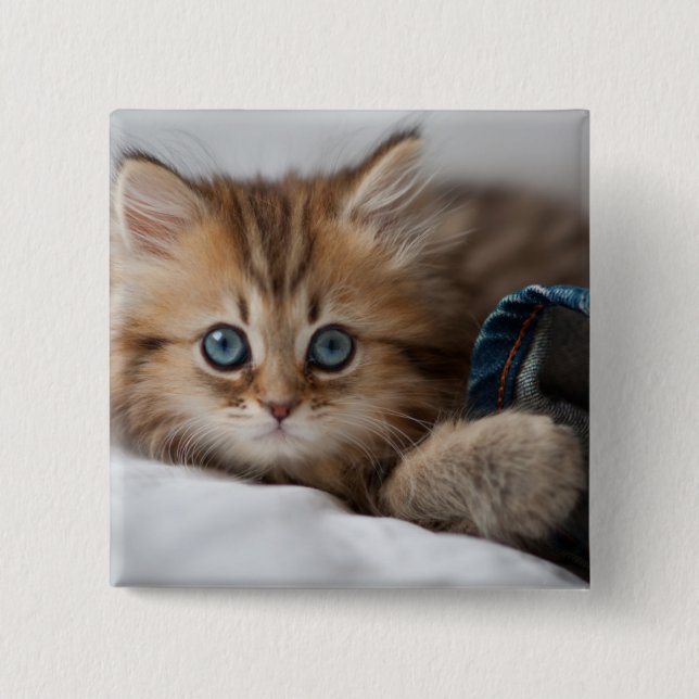 Kitten With Blue Eyes 15 Cm Square Badge (Front)