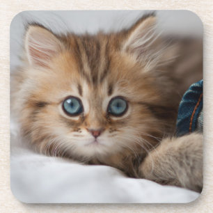 Kitten With Blue Eyes Coaster