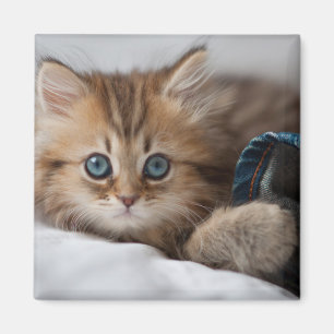 Kitten With Blue Eyes Magnet