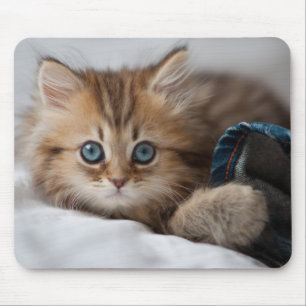Kitten With Blue Eyes Mouse Pad