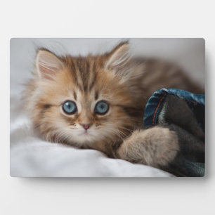 Kitten With Blue Eyes Plaque