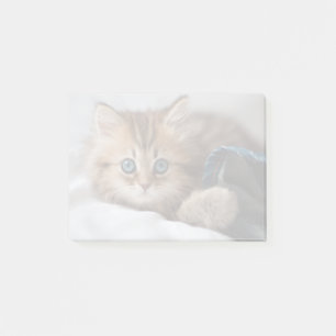 Kitten With Blue Eyes Post-it Notes