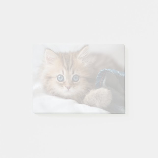 Kitten With Blue Eyes Post-it Notes (Front)