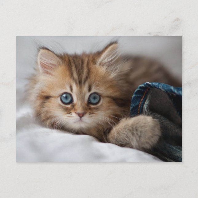 Kitten With Blue Eyes Postcard (Front)