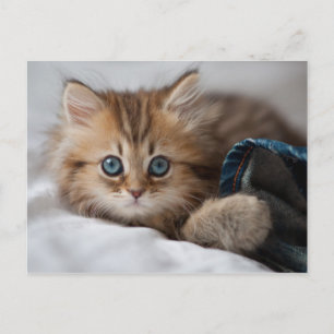 Kitten With Blue Eyes Postcard