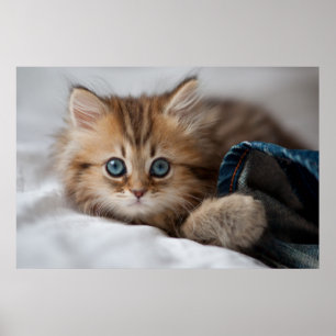 Kitten With Blue Eyes Poster