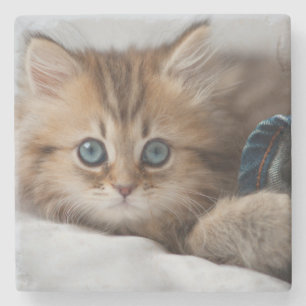 Kitten With Blue Eyes Stone Coaster