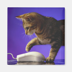 Kitten with computer mouse magnet