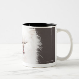 Kitten with Eyes Closed Two-Tone Coffee Mug