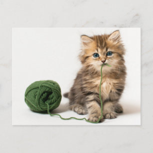 Kitten With Green Yarn Postcard