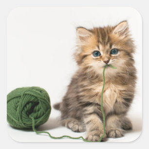 Kitten With Green Yarn Square Sticker