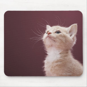 Kitten with Whiskers Mouse Pad