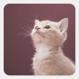 Kitten with Whiskers Square Sticker