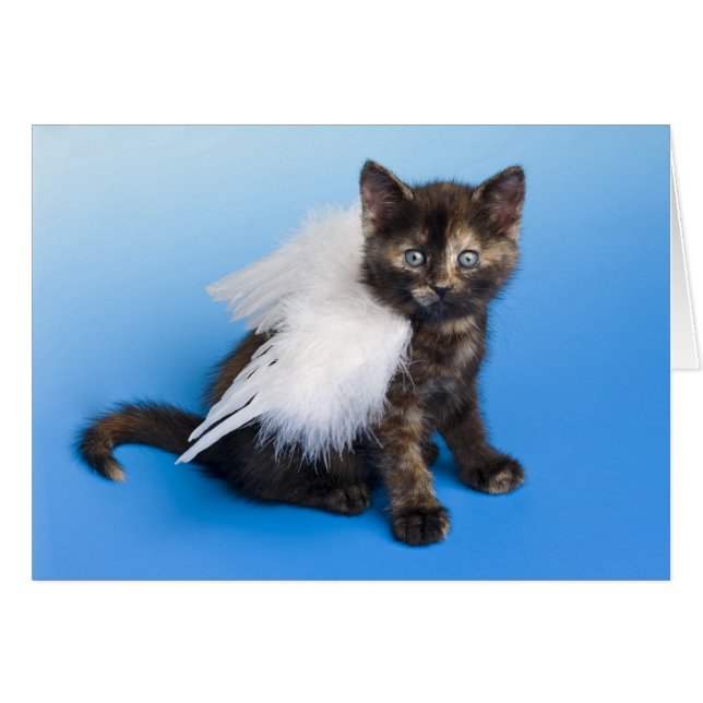 Kitten With Wings (Front Horizontal)