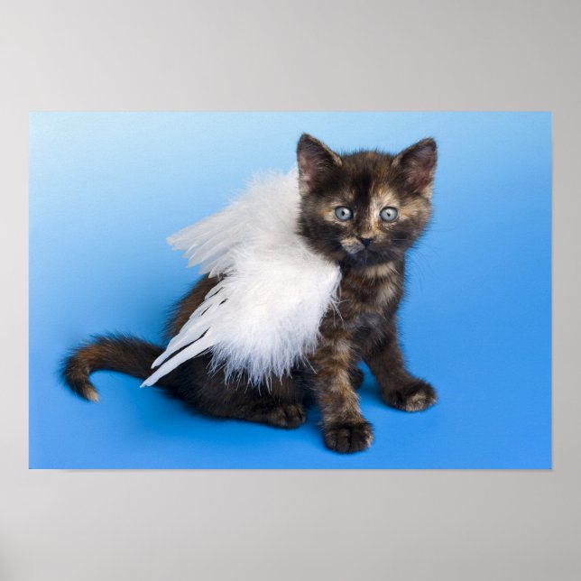 Kitten With Wings Poster (Front)