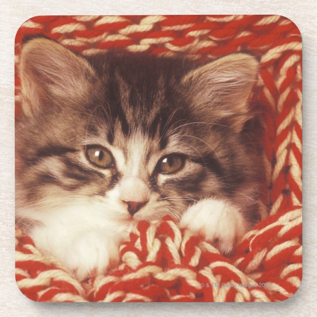 Kitten wrapped in woollen blanket, close-up coaster (Front)