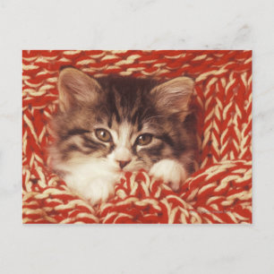 Kitten wrapped in woollen blanket, close-up postcard